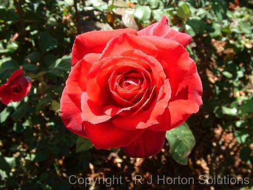 Rose Mr Lincoln2 